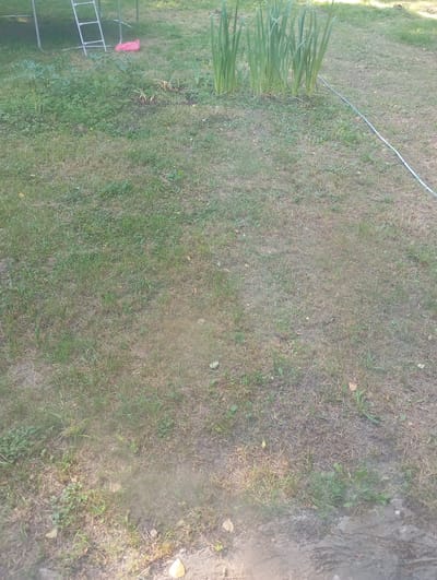 The image shows an outdoor scene with a grassy area and some vegetation. In the background, a metal structure with a ladder is visible, along with a pink object. A line of tall green plants, possibly irises, grows in the middle ground, with a thin cable running alongside them. The grass appears dry and patchy in some areas. The scene is consistent with a residential backyard in Alferovo, Russia, likely during a warm season. No people or specific actions are depicted.