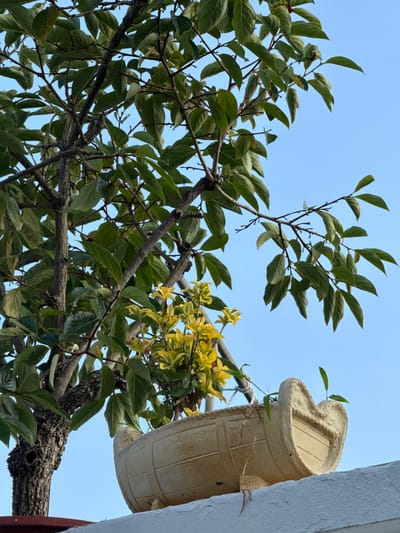 A close-up, low-angle shot shows a tree with green leaves against a clear blue sky. A weathered, boat-shaped planter sits on a white surface in the foreground, containing a yellow-leaved plant. The tree trunk, with rough bark, is visible on the left. The scene appears to be outdoors, likely in a residential area of Mokpo-si, South Korea, given the style of the planter and the presence of greenery on what might be a rooftop or balcony. No people or animals are present. The lighting suggests it is daytime, possibly late afternoon.