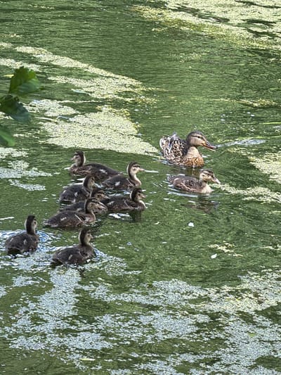 The image shows a mother duck and her ducklings swimming in murky green water. The water is covered in a light-colored film or algae, with some patches of brighter reflections. The mother duck, on the left, is larger with brown and black mottled plumage. She appears to be looking upwards. Several ducklings are clustered around her and further to the right, most of them are facing the same direction as the mother, with their heads up. They are smaller and have dark grey down with lighter stripes. The overall scene is of a natural environment, likely a pond or slow-moving body of water. The lighting suggests it is daytime, and the reflections on the water indicate calm conditions. There are some green leaves visible in the bottom left corner, suggesting vegetation is present nearby. No text is visible in the image.