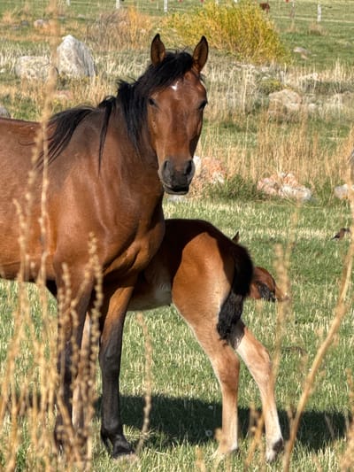 The image shows a brown horse and a fawn lying on grass in an area with sparse vegetation and some rocks, possibly in the vicinity of Cholpon Ata, Kyrgyzstan. The horse is lying on its side with its head resting on the ground, while the fawn is positioned behind it with its legs extended. The scene is partially obscured by some dry grass in the foreground.