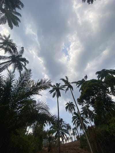 An outdoor scene in Amaigbo, Nigeria, depicted from a low-angle perspective looking upwards through a dense canopy of trees. The sky occupies the majority of the frame, characterized by a substantial covering of grey and white altocumulus clouds, with intermittent patches of lighter, possibly blue, sky visible. Numerous tall palm trees, identified by their distinct frond structures, extend vertically into the upper sections of the image, their dark silhouettes contrasting against the brighter sky. On the lower right, the lush green foliage of broader-leafed trees is also present. The ground level, visible in the lower center and right, appears to be an unpaved, sloping earthen surface with sparse vegetation. No human subjects, animals, or man-made structures are discernible within the frame.