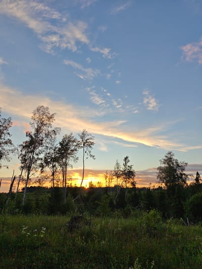 A low-angle, vertical shot captures a serene natural landscape at sunset in Spas-Demensk, Russia. The sky, a gradient of pale blue to soft orange and yellow, is adorned with wispy, white clouds. Silhouetted against this vibrant sky are the slender forms of birch and coniferous trees, their branches reaching upwards. The middle ground is a dense, dark green forest, suggesting a deep wooded area. In the foreground, a field of lush green grass and wildflowers stretches across the frame, with some sparse vegetation and a fallen log to the right. The overall impression is one of tranquility and natural beauty.