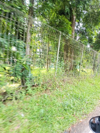 This image captures a view from a moving vehicle in Namthoung, Laos, looking towards a fenced, green area. In the bottom right corner, a portion of a black, reflective vehicle side-view mirror is visible. The immediate foreground consists of blurred green grass and sparse ground vegetation. A weathered metal mesh fence, constructed with vertical posts and interwoven horizontal wires, runs across the midground, extending from the left to the right side of the frame and angling slightly away. Green foliage and weeds are visible growing against and through the lower sections of the fence. Beyond the fence, a dense arrangement of tall trees with lush green canopies dominates the background, with sunlight filtering through the leaves. An open, grassy clearing is discernible through the fence and between the tree trunks. No individuals, animals, or specific man-made structures are present within the fenced area.