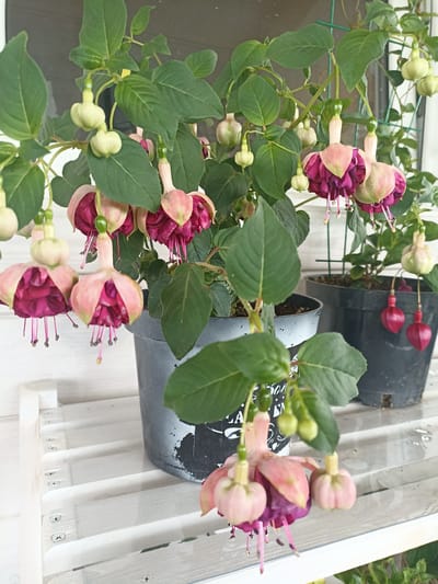 The image shows two potted fuchsia plants with numerous pink and magenta flowers and green buds. The plants are in dark gray pots, one of which is partially visible in the foreground on the right, and the other on the left. Both pots are placed on a white slatted surface. The background is blurred, but appears to be an outdoor setting with some greenery and a window or structure with a green lattice. The lighting suggests it is daytime, with soft natural light. There are no people or animals visible in the image. The location is identified as Shakhunya, Russia.