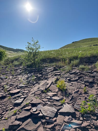 The image depicts a sun-drenched, rocky landscape with a clear blue sky. In the foreground, a surface covered with flat, reddish-brown rocks of varying sizes is visible. Small green plants are sparsely growing amongst the rocks. A solitary tree with green leaves stands in the middle ground, slightly to the left of center. Behind the tree, a grassy slope rises towards the right, with some taller, feathery plants interspersed with the grass. In the far distance, a more heavily wooded hillside can be seen. The sun, high in the sky and slightly to the left, is bright and casts a halo effect. The scene appears to be a natural outdoor environment, possibly a hillside or quarry. No people or animals are visible. This scene is located in Sovetskaya Khakasiya, Russia.