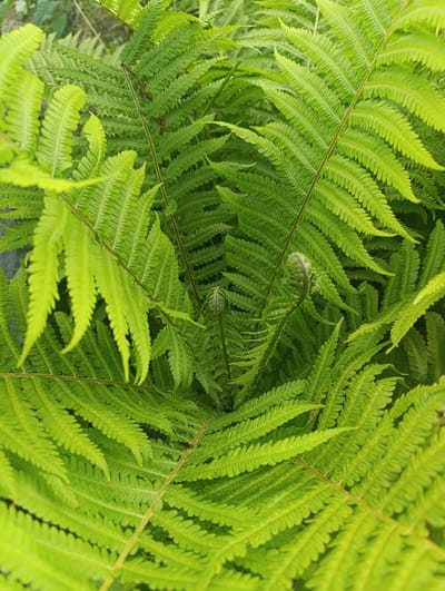 An overhead close-up shot shows the vibrant green fronds of a fern plant. The fronds are arranged in a circular pattern, creating a sense of depth and texture. Some fronds are unfurling, revealing new growth, while others are fully open, showcasing their intricate serrated edges. The image appears to be taken outdoors, possibly in a garden or natural setting. The specific location in the city of Мехонское, Russia, is not discernible from the image itself. There are no people, animals, or man-made objects visible in the frame. The focus is solely on the natural beauty of the fern.