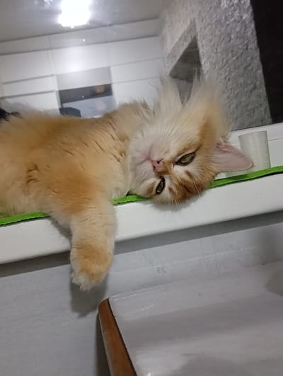 A light orange and white cat is lying on a white ledge with a green cloth on it. The cat's left paw is hanging off the ledge. There is a white cylindrical object behind the cat's head. The wall behind the ledge is white and grey. A corner of a white table with a brown edge is visible in the lower right corner. The scene appears to be indoors. The city is irrelevant to describing the image's content.
