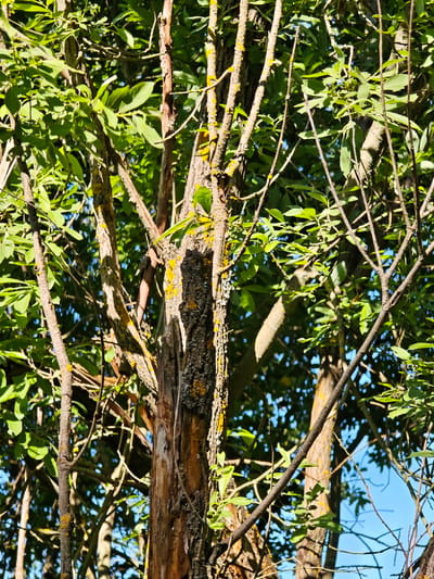 The image displays a close-up view of tree trunks and branches in a natural outdoor setting. The trees are covered in green foliage, with some branches showing lichen growth in yellow and grey patches. The bark texture varies, with some parts appearing rough and others smoother. Sunlight filters through the leaves, creating shadows and highlights on the tree surfaces. The background is filled with more greenery and a clear blue sky. The scene is likely situated in a park or wooded area within the city of Ковригино, Russia, suggesting a typical urban landscape with accessible natural elements. There are no people or discernible actions occurring in the image.