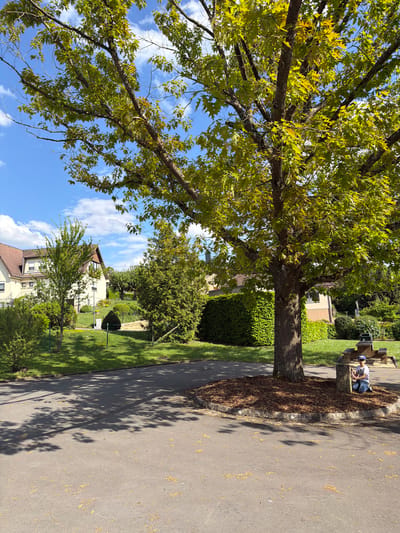 The image depicts a street in Manternach, Luxembourg, lined with trees. A large tree dominates the left side of the frame, its branches extending toward a blue sky with scattered clouds. The tree's trunk is surrounded by a patch of mulch. A paved road runs along the right side of the image, casting a shadow from the tree. In the background, houses and greenery are visible. Near the top right corner, two people are seated at a picnic table.