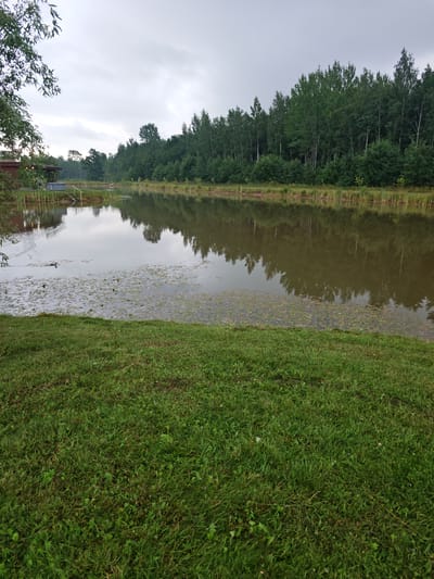 The image depicts a serene natural scene by a body of water, likely a pond or small lake, in or near Antāni, Latvia. In the foreground, a lush green lawn slopes down towards the water's edge. The water is calm and reflects the overcast sky and the dense line of deciduous and coniferous trees that form a natural backdrop along the far bank. Scattered on the surface of the water are aquatic plants, possibly lily pads. To the left of the frame, a wooden structure with a dark roof is partially visible, along with a set of wooden steps leading down to the water and a small grey structure resembling a hot tub. The atmosphere is tranquil and somewhat moody due to the cloudy sky. A single duck is swimming in the water, leaving a small wake. The overall impression is one of a peaceful, natural setting, possibly a private residence or a recreational area.