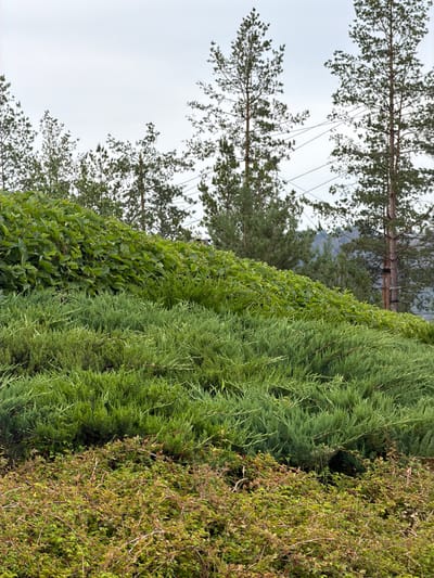 This media file is a photograph of a natural outdoor scene in Озерное (майминский), Russia. The foreground is dominated by dense green foliage, with a variety of textures and shades. On the left, there's a hedge of broad-leafed plants, appearing lush and vibrant. Adjacent to it, to the right, is a conifer tree with feathery, needle-like leaves, its branches creating a rich, green texture. Further to the right, the foliage becomes sparser and displays a mix of greens and browns, suggesting a different type of shrubbery, possibly with some dried elements or berries.
Behind the dense foreground vegetation, the background reveals tall trees, likely pines, with their slender trunks and sparse, dark green needles. These trees extend upwards, their branches partially obscuring the sky, which is overcast and pale grey. The overall lighting suggests a cloudy day, possibly in the morning or late afternoon, with diffused light. There are no people or animals visible, and no specific activity is depicted; the image focuses solely on the plant life. The setting appears to be a garden, park, or natural area with a variety of plant species. The orientation of the image is vertical. No visible text is present.