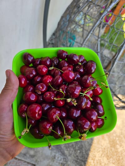 A person's hand, with fingers curled, holds a bright green plastic container filled with dark red cherries. The cherries are plump and glossy, with some still attached to short green stems. The container is tilted, allowing a close-up view of the fruit. In the background, a light-colored wall is visible, and behind it, a blurred metal structure with a decorative pattern, possibly a fence or garden trellis. Beyond this, a patch of green and colorful flowers can be seen. The ground appears to be a mix of concrete and sandy or gravelly material, with sunlight casting shadows. The scene suggests an outdoor setting, likely a garden or patio, with the cherries harvested for consumption. The image is taken from a slightly elevated angle, looking down into the container. The specific location in the city of Drandar, Bulgaria is not discernible from the image itself; it is a general outdoor scene of a common agricultural product.