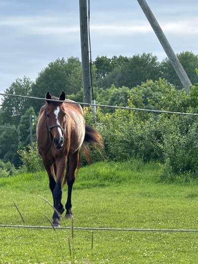 A brown horse with a white blaze on its face walks towards the camera in a grassy field. The horse is wearing a halter. Behind the horse, there are trees and two utility poles. A wire fence runs horizontally across the foreground. The sky is overcast. The scene appears to be in a rural or semi-rural area, possibly on the outskirts of Saue, Estonia.