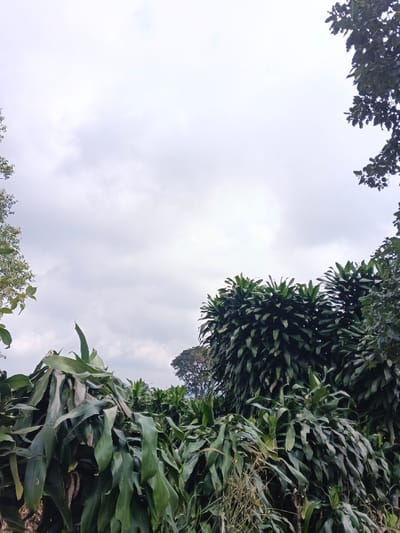 This image presents an outdoor landscape in the city of Mong Pun Teing, Myanmar. The upper portion of the frame is occupied by an overcast sky, displaying varying shades of light grey cloud cover. The lower two-thirds of the image are filled with dense, green vegetation. Prominently featured are numerous plants with broad, elongated, dark green leaves forming thick, bushy growths across the foreground and midground. Scattered dry, light brown grass stalks are visible among the green foliage in the lower right quadrant. Tree canopies with green foliage are partially visible along the left and right edges of the frame, with a larger tree discernible in the mid-background against the sky. No individuals, animals, or man-made structures are present, and no actions or interactions are depicted.