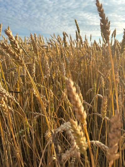 The image is a close-up, eye-level shot of a wheat field with stalks of wheat filling the frame. The wheat is golden brown and appears ripe. Some stalks are in focus, while others are blurred, creating a sense of depth. The background shows a bright blue sky with scattered white clouds. The lighting suggests it is daytime, possibly late afternoon due to the warm, golden hue of the wheat. The scene is outdoors and appears to be in a rural setting, consistent with a field in Tyaglino, Russia. There are no people or animals visible in the image.