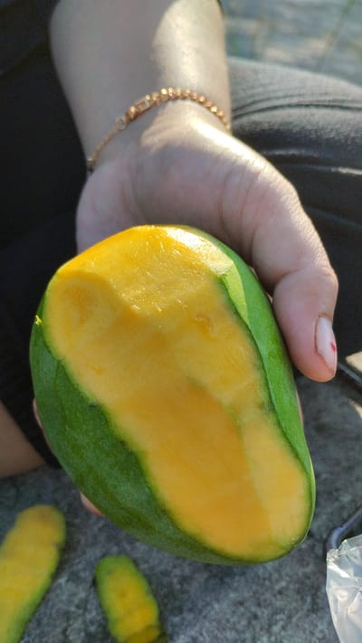 In Trosobo, Indonesia, a person's hand, adorned with a gold bracelet, holds a partially peeled mango. The mango displays a vibrant green rind and bright yellow flesh, suggesting ripeness. Two other pieces of mango flesh, appearing to have been cut from the same fruit, lie on the textured, grey ground below. The overall scene suggests a moment of enjoying fresh fruit in an outdoor setting.