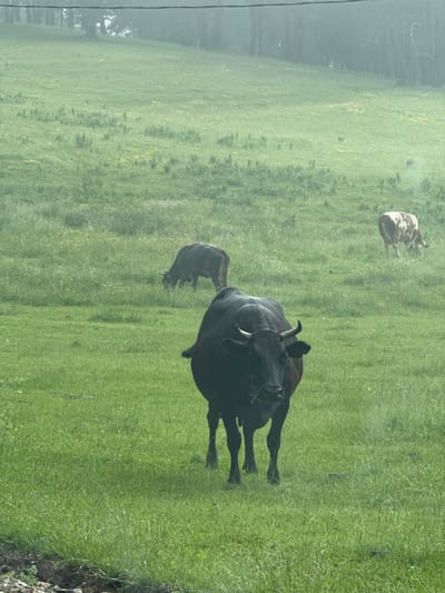 In Yundola, Bulgaria, three cows are grazing in a lush green field on a hazy day. A large, dark-colored cow stands prominently in the foreground, facing the camera and chewing grass. In the mid-ground, a brown cow is bent down, also eating. Further in the distance, a spotted brown and white cow is grazing. The field is characterized by tall grass and scattered yellow wildflowers, with a dense forest visible on a misty hillside in the background. A power line runs horizontally across the top of the image.