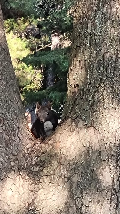 A squirrel is nestled in the hollow of a tree. The squirrel is dark brown with a lighter chest. Its eyes are dark and it is looking forward. The tree bark is rough and textured, with a light brown and grey color. In the background, there are green pine trees. The scene appears to be in a natural environment. The image was taken in Litochoro, Greece.