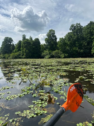 This image captures a first-person perspective from a kayak or canoe on a calm, vegetation-filled waterway, likely in the Tampa, United States area, given the contextual information. The scene is oriented horizontally despite the image file's vertical format, showing a broad expanse of water and sky.
In the foreground and midground, the water is extensively covered with various green aquatic plants, including floating leaves resembling lily pads and other smaller, clustered vegetation. The water itself appears dark and reflective in places where it's not obscured by plants.
On the far bank, a dense line of lush green trees stretches across the horizon, indicating a heavily wooded area or forest bordering the water. Above the tree line, the sky is partly cloudy, featuring white and grey clouds scattered against a lighter blue backdrop, suggesting bright daylight.
Prominently featured in the lower right portion of the frame is the orange and black blade of a paddle, partially submerged in the water. The paddle is branded "NRS" (likely a manufacturer of outdoor gear). Visible handwritten text on the orange blade includes "USF" followed by some illegible text, and a phone number "813-997-4440". This strongly suggests the University of South Florida (USF) and a local Tampa phone number, aligning with the provided location context.
The overall impression is one of peaceful outdoor recreation, likely kayaking or canoeing, through a natural, possibly marshy or riverine environment under a pleasant daytime sky.