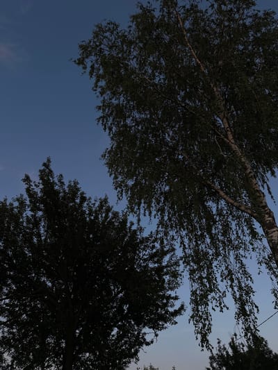 This is a low-angle, full shot of trees against a twilight sky in Буркоўскі сельскі Савет, Belarus. The sky is a deep blue with a gradient towards a lighter blue near the horizon. Two large trees dominate the frame. On the right, a birch tree stands tall with its characteristic white and dark bark. Its branches, laden with dark green leaves, droop downwards, creating a curtain-like effect. On the left, a denser tree with a darker silhouette fills the lower left portion of the image. Its branches are not as distinct, and it appears as a dark mass against the sky. The lighting suggests it is either early morning or late evening, with the sun below the horizon. No people, animals, or man-made structures other than a faint wire and post are visible in the frame.