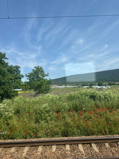 This image, captured in Klikach, Bulgaria, depicts a verdant rural landscape observed from a moving train. In the immediate foreground, a section of active railway tracks with concrete sleepers and gravel ballast extends horizontally across the bottom of the frame. Directly beyond the tracks, a dense bank of diverse vegetation features numerous red poppies, scattered white wildflowers, and various tall green grasses and leafy plants.
The midground reveals two prominent deciduous trees with full green canopies on the left, partially obscuring a distant field of yellow flowers, likely rapeseed. Further into the midground, numerous white-covered agricultural structures, identified as greenhouses or polytunnels, are arranged in rows, indicative of farming activity. Some residential buildings with orange roofs are visible among these structures. Several vehicles, including a white van, are discernible near the greenhouses.
The background is dominated by a large, green, tree-covered hill or mountain range that rises steeply against a clear blue sky. The sky itself is adorned with sparse, wispy white clouds. Overhead, two dark, thin wires, possibly electrical or communication lines for the railway, traverse the upper portion of the frame; one wire includes a visible insulator. A distinct rectangular reflection, likely from a window, is visible on the right side of the image, particularly over the background hill. No people are visible in the scene.