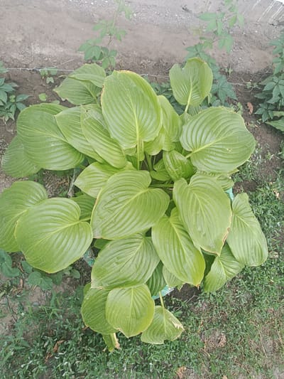 A cluster of large, glossy green hosta leaves is the dominant subject in the image. The leaves are broadly ovate with prominent parallel veins and are arranged densely, creating a lush appearance. Some leaves show minor browning along the edges. The hosta plant appears to be in a pot, indicated by a glimpse of a blue and white patterned edge visible at the base. The plant is situated outdoors, with the ground around it comprised of dark soil and scattered green grass and smaller plants. In the background, a gravelly pathway or area is visible, bordered by a thin wire. The overall setting suggests a garden or yard in a semi-arid environment. The location is identified as Ak-Başat, Kyrgyzstan. There are no people or animals present in the scene.
