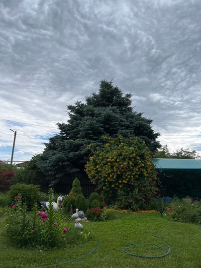 This image captures a tranquil garden scene, likely a private backyard, under a heavily overcast sky. The sky, filling the upper portion of the frame, is dominated by thick, textured grey and white clouds, suggesting a cloudy or partly cloudy day.

A prominent feature of the garden is a large, dark green evergreen tree, possibly a spruce or fir, standing tall on the left side, its dense foliage tapering upwards. To the right of this large tree, a vibrant bush laden with numerous small yellow flowers and hints of red berries or flowers adds a splash of color.

The lower and right-hand sections of the image showcase a well-maintained green lawn. Nestled among smaller green bushes and plants with pink blossoms, several white garden figurines of storks are visible, adding a decorative touch. One stork stands prominently in the foreground, facing towards the right. Another, smaller bird figurine is visible further back. A green garden hose is coiled on the grass in the lower right.

In the mid-ground, a light blue or green structure, possibly a shed or part of a building, is partially visible towards the upper right. Below it, a wooden utility pole with multiple overhead wires extends diagonally upwards from the bottom left towards the center. A dark fence line can also be seen through the foliage in the background.

The scene appears to be set during the daytime, given the natural light, although the heavy cloud cover prevents direct sunlight. No people or visible text are present in the image, emphasizing the peaceful and undisturbed nature of the garden.