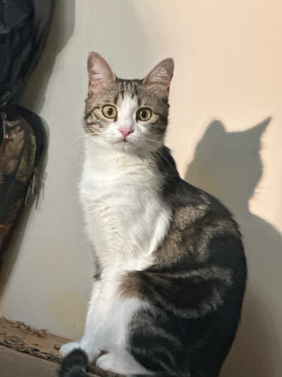 The image shows a tabby and white cat sitting on a cardboard surface. The cat is facing the camera with its eyes wide open and ears perked. Its fur is striped with gray, black, and white. The background is a plain, light-colored wall with a shadow of the cat cast on it. To the left of the cat, there is a dark, amorphous object. The image was taken in Belorechenskii, Russia.