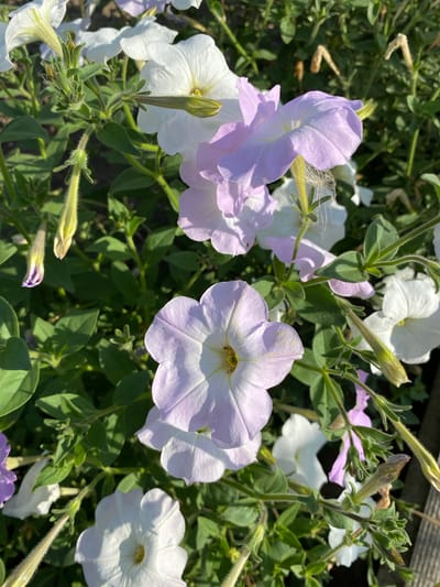 A close-up, overhead view captures a cluster of blooming petunias in varying shades of white and lavender, interspersed with lush green foliage. The flowers display their delicate, trumpet-shaped petals, with some buds still tightly closed, showcasing their vibrant hues. A hint of sunlight illuminates the scene, casting subtle shadows and highlighting the velvety texture of the petals. The background is a soft blur of more greenery and a hint of brown, suggesting a garden or natural setting. The image does not contain any information about a specific location in Ventsy, Russia, nor does it depict any people or actions.