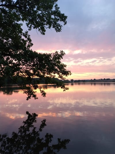 A serene lake at sunset is captured from a low-angle perspective, with the foreground dominated by the silhouetted branches and dark green leaves of an oak tree hanging into the frame from the upper left. The lake's surface acts as a mirror, reflecting the sky and the tree, with the reflections appearing darker and more muted than the sky itself. The sky transitions from a pale blue at the top to soft pinks and oranges near the horizon, with scattered, wispy clouds catching the sunset light. The far bank of the lake is lined with a dense band of dark green trees and some distant, low structures that suggest a rural or parkland setting. The overall atmosphere is tranquil and picturesque, with the gentle ripples on the water adding a subtle sense of movement. The location is identified as Kestřany, Czechia.