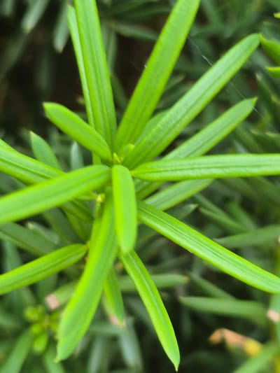 The image is a close-up, high-angle shot of bright green needle-like leaves of a plant. The leaves are arranged in a radial pattern, with a few small, light-colored buds visible in the center and lower left. The background is a blur of darker green foliage. There is a very fine strand of spiderweb visible in the upper right quadrant of the image. The image depicts a plant, likely a conifer such as a yew or podocarpus, in an outdoor environment. There is no indication of any specific location within the city of Rzeszów, Poland, nor are there any people, actions, or interactions depicted.