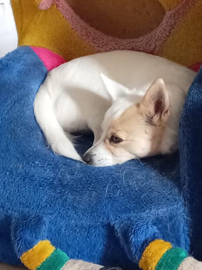 A white and tan dog is curled up and sleeping on a blue plush surface. The dog's head is resting on its paws, and its eyes are closed. The dog's tail is wrapped around its body. The blue plush surface appears to be part of a pet bed or toy. The background is out of focus but shows hints of yellow and pink fabric. The image is taken from a slightly elevated angle.