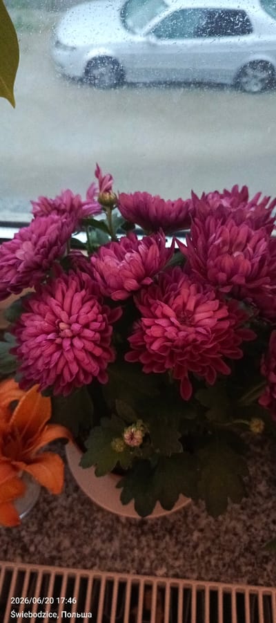 This is a vertical, close-up, eye-level shot of a bouquet of pink chrysanthemums in a pot, placed on a textured surface, possibly a windowsill. In the background, visible through a window with raindrops, is the out-of-focus side of a silver car. A single yellow leaf is partially visible on the left side of the frame. The lower portion of the image shows a radiator grille. The timestamp and location "2026/06/20 17:46 Świebodzice, Polska" are overlaid on the bottom left of the image.