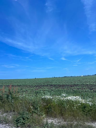 The image, correctly oriented, depicts a serene rural landscape under a clear, expansive blue sky adorned with scattered wispy clouds. A vast agricultural field dominates the lower half of the frame, stretching towards the horizon. The field is systematically planted with young, green crops arranged in neat rows on dark soil, suggesting a commercial farming operation, possibly involving sunflowers or corn. Along the right edge of the field, there is a strip of uncultivated ground or natural vegetation, featuring numerous small white flowers, likely daisies or chamomile, and some reddish plants. A faint line of distant trees or buildings is visible on the horizon where the field meets the sky. The scene is captured during bright daylight, indicative of midday or early afternoon, under clear weather conditions with excellent visibility. No people, specific activities, or visible text are present in the image. The setting conveys a sense of peaceful natural beauty characteristic of farmland near Kumanovo, Bulgaria.