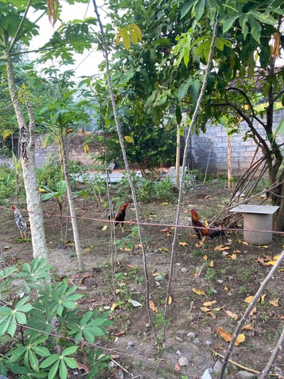 The scene depicts a small backyard in Piyungan, Indonesia, located at coordinates -7.827 latitude and 110.482 longitude. Three chickens are visible: two red roosters and one black and white rooster. The chickens are foraging in the dirt, which is strewn with leaves and small rocks. There is a small concrete block in the upper right corner of the image. The backyard is enclosed by a brick wall and a wire fence. Dense vegetation surrounds the yard, including a tall papaya tree. There are also several thin, woody stalks growing in the yard. The image appears to have been taken during the day. The weather appears to be clear and dry.