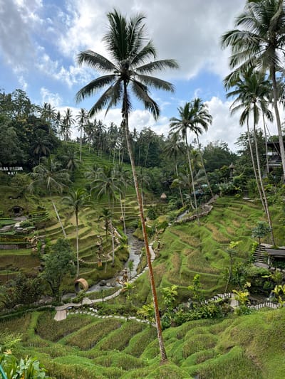 The image shows a landscape with rice terraces in Tegal Suci, Indonesia. Palm trees are scattered throughout the scene. The sky is visible between the trees with scattered clouds. The rice terraces are lush green. A pathway winds through the terraces. There are some architectural features such as staircases visible in the landscape.