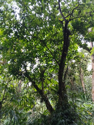 The scene depicts an upward view into a dense tropical forest canopy at Bangalum Bridge, Papua New Guinea. A prominent tree with a dark, textured trunk, partially covered by epiphytic plants and lush green foliage, dominates the right-center of the image. Its branches extend upwards, supporting a thick canopy of vibrant green leaves, which fill the upper two-thirds of the frame. Bright, diffused light filters through the leaves from above, creating numerous points of light and shadow. In the foreground and lower mid-ground, various types of green vegetation are visible, including broad leaves and narrow, elongated leaves resembling bamboo. The background consists of additional tree trunks and a continuous dense layer of greenery, receding into the distance. No human or animal subjects are present, and no specific actions or interactions are observed. The environment appears humid and heavily vegetated.