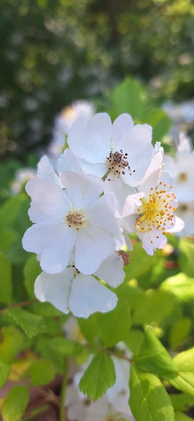 A close-up, vertical, eye-level shot features several delicate white flowers with yellow centers. The flowers are in various stages of bloom, with some petals slightly curled and others fully open, revealing intricate stamens. Green leaves and a softly blurred background of foliage complete the scene. The image is likely from a garden in Halifax, Nova Scotia, Canada, given the lush greenery and the type of flora commonly found in the region's parks and residential areas, such as the Halifax Public Gardens or a private garden in the city. There are no people or animals visible in the frame. The lighting suggests it is daytime, with sunlight casting soft shadows.