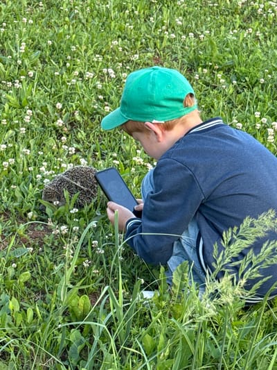 In this overhead shot, a person wearing a blue sweatshirt and jeans is crouched in a grassy field dotted with small white flowers. The person has on a green baseball cap, and their hair is reddish-blonde. They are holding a dark-colored smartphone, seemingly to take a picture or video of a hedgehog that is curled up in the grass in front of them. The hedgehog is small and spiky, with its face partially obscured. The surrounding environment is lush and green, with tall grass and clover, suggesting a natural, outdoor setting. The lighting appears to be natural daylight, possibly late afternoon or early evening given the softness of the light. The scene evokes a sense of curiosity and gentle observation of nature. No visible text is present in the image.
