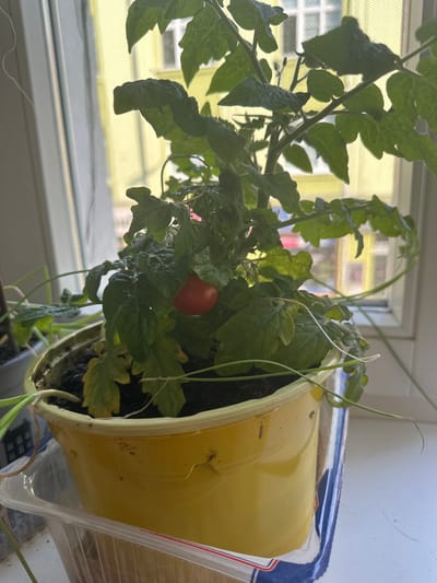 The image shows a potted tomato plant with a single red tomato on a windowsill. The plant is in a yellow plastic pot, which is sitting inside a clear plastic container. Behind the plant, a window shows a yellow building with windows. The overall scene suggests an indoor environment, likely a residential setting. No specific landmarks in Hradec Králové are visible to confirm the location.