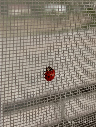 A ladybug is shown on a window screen. The screen is a grid pattern. The ladybug is red with black spots. The background behind the screen is blurred. A timestamp "02.07.2026 09:09" is visible in the lower right corner of the image.