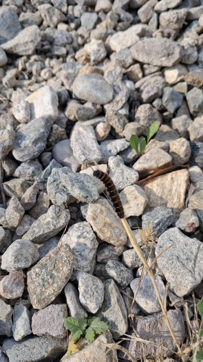 A small, segmented caterpillar with black and orange bands crawls across a surface covered with gray and white gravel. The caterpillar is positioned horizontally in the center of the frame, moving from left to right. To the right of the caterpillar, a dry, thin stalk of grass or reed lies diagonally across the gravel. In the upper right and lower right corners of the image, small clusters of green leaves are visible, suggesting a natural outdoor setting. The lighting indicates it is daytime, with shadows cast by the gravel and the stalk of grass. The scene is likely a ground-level view of a path or area covered in small stones, possibly in a garden or natural landscape in Dobrotino, Bulgaria. There is no visible text in the image.