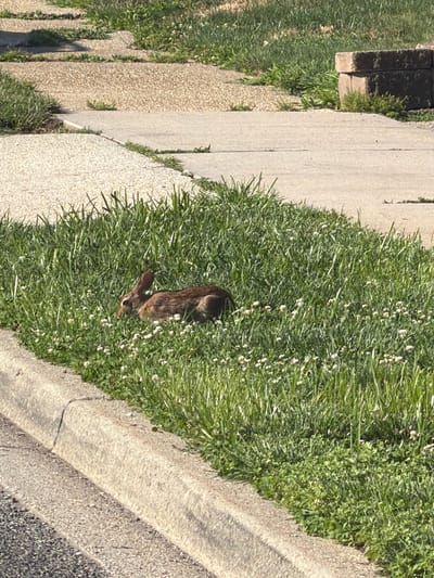 A brown rabbit is visible in a patch of green grass and white clover, positioned to the right of a concrete curb. The curb separates the grass from a paved sidewalk or driveway. In the background, more grass and pavement are present, along with a stacked stone structure. The scene appears to be in a residential area, likely Levittown, United States of America, given the typical landscaping and infrastructure. The rabbit is in a relaxed posture, appearing to be foraging or resting. No people or other animals are in the immediate vicinity. The lighting suggests it is daytime, with sunlight illuminating the scene.
