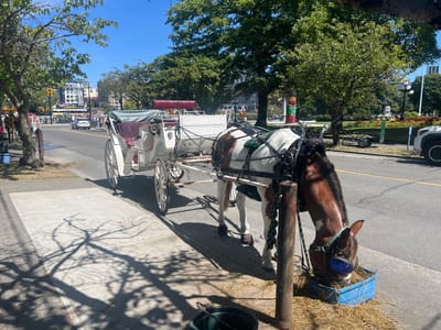 The image captures a sunny day scene in Victoria, Canada, likely along Government Street near the Inner Harbour, a common area for horse-drawn carriage tours. A horse, a bay and white tobiano, is tethered to a wooden post and is eating hay from a blue plastic feeder placed on the sidewalk. The horse is wearing a bridle with blue blinkers.
Behind the horse is a white carriage with red upholstery, designed to carry passengers. The carriage has large spoked wheels and is attached to the horse by a harness. The horse and carriage are positioned on the sidewalk next to a street where a silver car is visible.
In the background, there are trees, buildings, and a totem pole. The architecture suggests a historic urban setting. People can be seen walking on the sidewalk and in the distance, indicating a public area. The clear blue sky and shadows cast by the trees and carriage suggest it is midday.