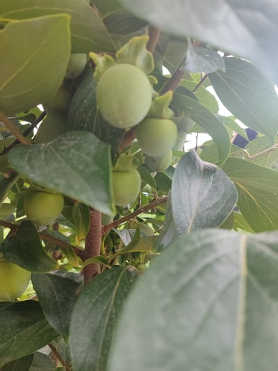 A close-up, eye-level shot captures a persimmon tree laden with unripe, green fruit in an outdoor setting. The fruits, ranging from small to medium in size, are clustered on branches amidst lush green leaves. The focus is sharpest on the fruits and some of the surrounding leaves, while other parts of the scene, including a portion of the tree trunk and distant foliage, are slightly blurred. The lighting suggests it is daytime, possibly late afternoon due to the soft illumination. The image appears to have been taken in the city of Жаңы-Абад, Kyrgyzstan, as indicated by the context.