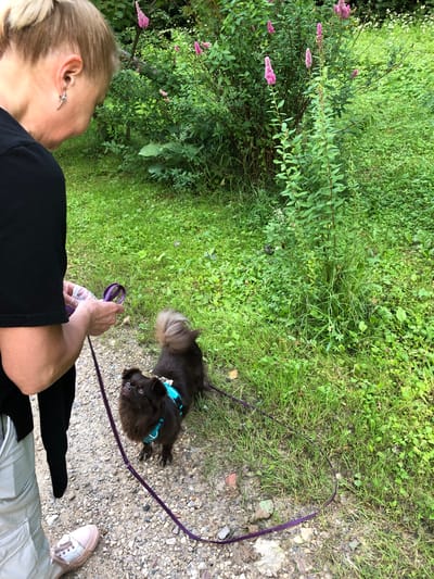 In Makeikha, Russia, a person wearing a black t-shirt and light-colored pants is holding a purple leash and a plastic bag. The person's left side is visible, with their head turned down towards a small, dark brown dog. The dog, wearing a blue harness, is looking up at the person. The scene takes place outdoors on a gravel path with abundant green grass and foliage, including bushes with pink flowers in the background.