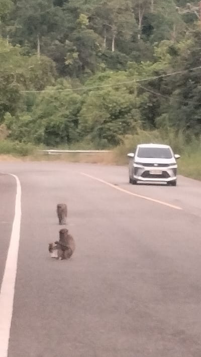 This media file captures a road scene in a forested, tropical environment, likely Lamtamot, Indonesia. In the foreground and midground, two monkeys are situated on the asphalt road. One monkey is seated, appearing to hold or interact with a small, light-colored object on the road surface, possibly a discarded container. A second monkey stands further back on the road, behind the seated one.
In the mid-distance on the right side of the road, a light-colored (possibly white or silver) car, which appears to be a minivan or small SUV, is visible. The car is facing the viewer and seems to be stopped or moving slowly, presumably due to the monkeys on the road. The road itself is asphalt, featuring a distinct white edge line on the left and a faded yellow center line further ahead, and curves to the right into the distance.
The background is dominated by a dense, vibrant green forest covering hills, with numerous tall trees contributing to the lush landscape. A white guardrail is partially visible where the road disappears into the trees. The overall lighting is soft and diffused, suggesting an overcast day or low-light conditions. No discernible text is visible on the car's license plate or anywhere else in the image.