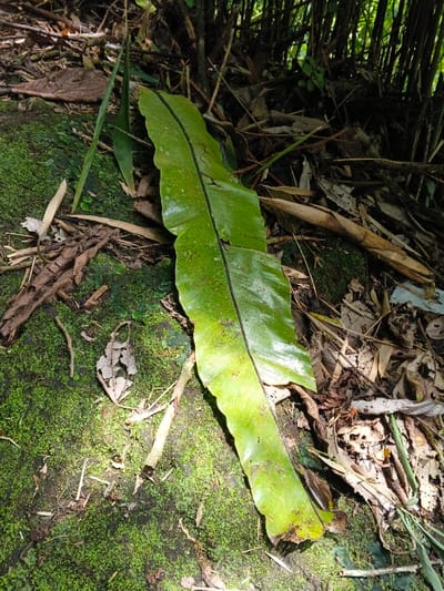 The image displays a close-up view of a natural ground environment in Soibada, East Timor. A large, intact, dark green fern leaf with a prominent central midrib lies diagonally across the scene, extending from the lower left towards the upper right. The leaf's surface is glossy and shows some minor imperfections. The ground beneath and around the fern is covered predominantly by dense, vibrant green moss, indicating a moist environment. Scattered across the mossy surface are various pieces of organic debris, including dry brown leaves, slender twigs, and other plant matter. In the background, densely packed, slender vertical stalks, consistent with bamboo or similar dense foliage, create a dark, partially obscured backdrop. Dappled sunlight illuminates portions of the fern leaf and patches of the moss-covered ground, casting shadows in other areas. No people or animals are visible.