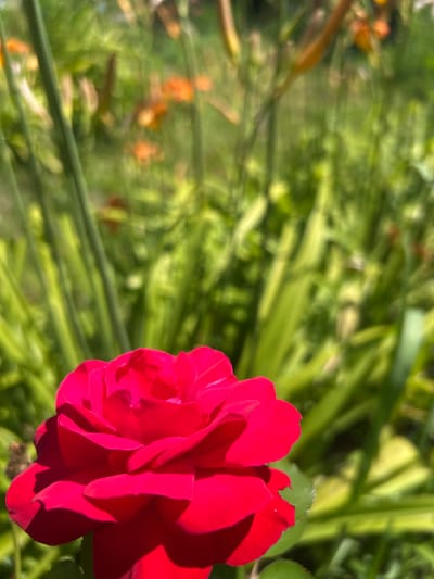 A close-up, low-angle shot focuses on a vibrant red rose in the foreground. The rose's petals are detailed, with some slight serrations on the edges, and cast soft shadows. Behind the rose, the background is blurred, showing lush green foliage and hints of orange flowers, suggesting a garden setting. The lighting indicates it is daytime, likely outdoors, with sunlight illuminating the scene. The overall impression is of a well-maintained garden. The location in Belo pole, Bulgaria, is not discernible from the image itself.