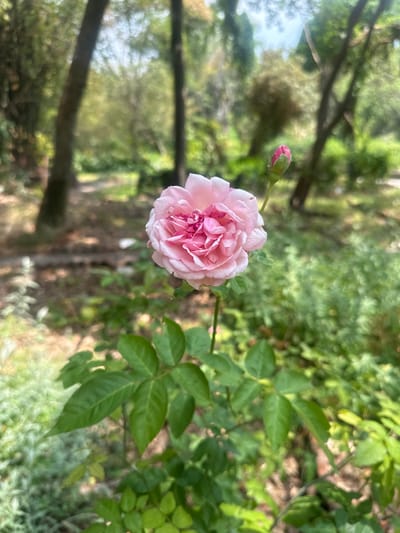 A close-up, slightly high-angle shot depicts a light pink rose in full bloom. A rose bud is attached to the same stem. The background includes foliage of varying green shades and a blurry, out-of-focus background that suggests trees. The image was taken outdoors in natural lighting. No people are present. The location is in an area of San Miguel Acapantzingo, Mexico with sufficient vegetation.
